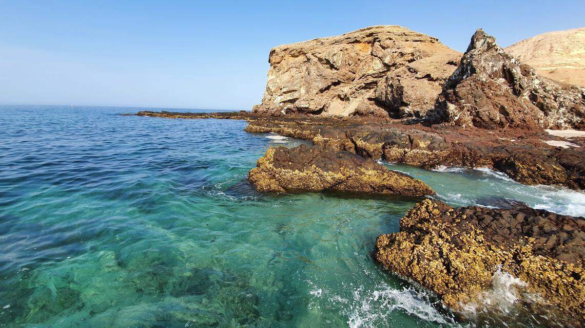 Scientists found a rare, reflective sea animal on shallow reefs and discovered a new species, a study said. Photo shows a representative coastline of Oman.