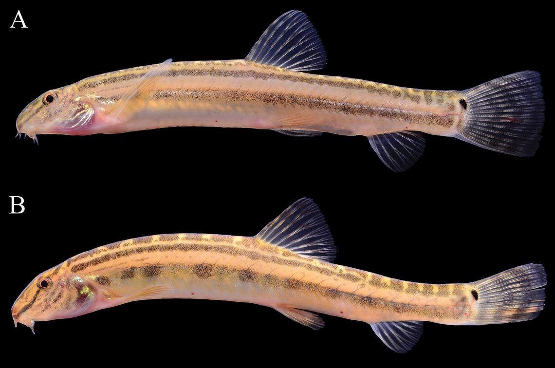 Two Cobitis beijingensis, or Beijing spined loaches.