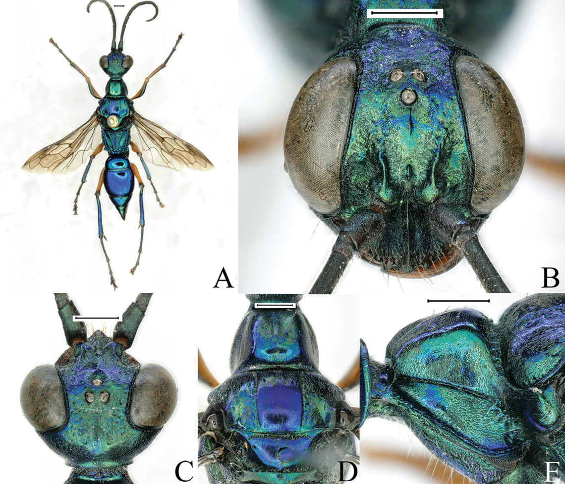 Ampulex fronticarinalis is one of three new wasp species discovered in China.
