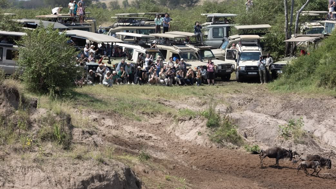 More than a million wildebeest annually embark on a 500-mile migration, instinctively following the same paths each year.