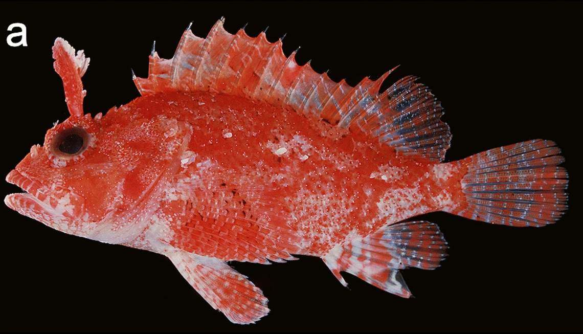 A Sebastapistes monospina, or tropical single-spined scorpionfish.