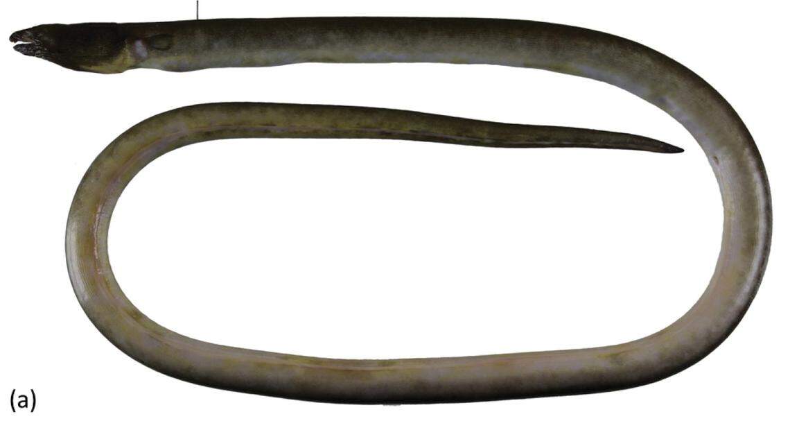 An Ophichthus cuulongensis, or Mekong’s estuary snake eel.