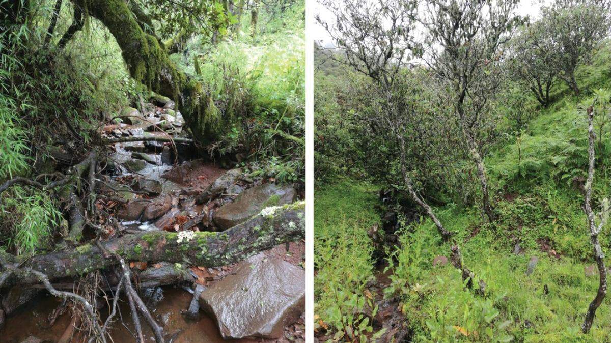 Scientists found a mountain creature with “prominent” teeth in a stream of Sichuan Province and discovered a new species, a study said.
