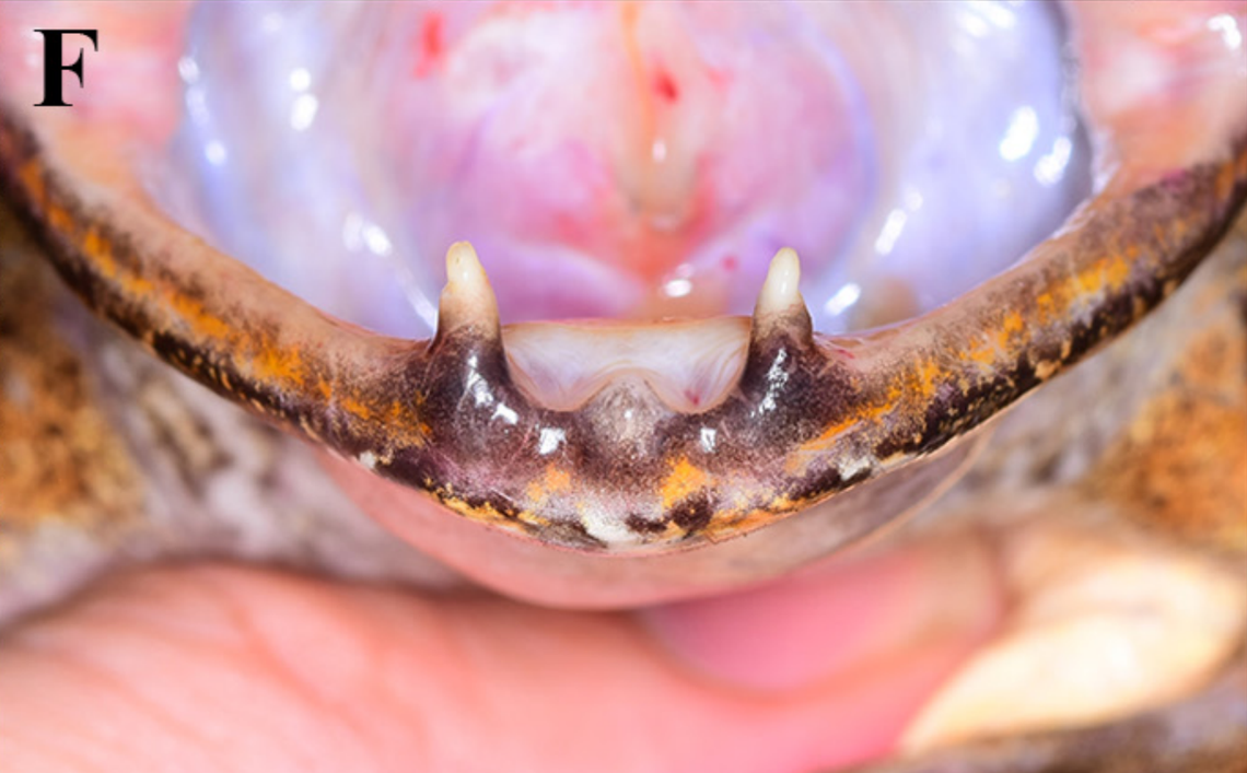 Inside the mouth of a Limnonectes splendissimus, or splendid fanged frog.