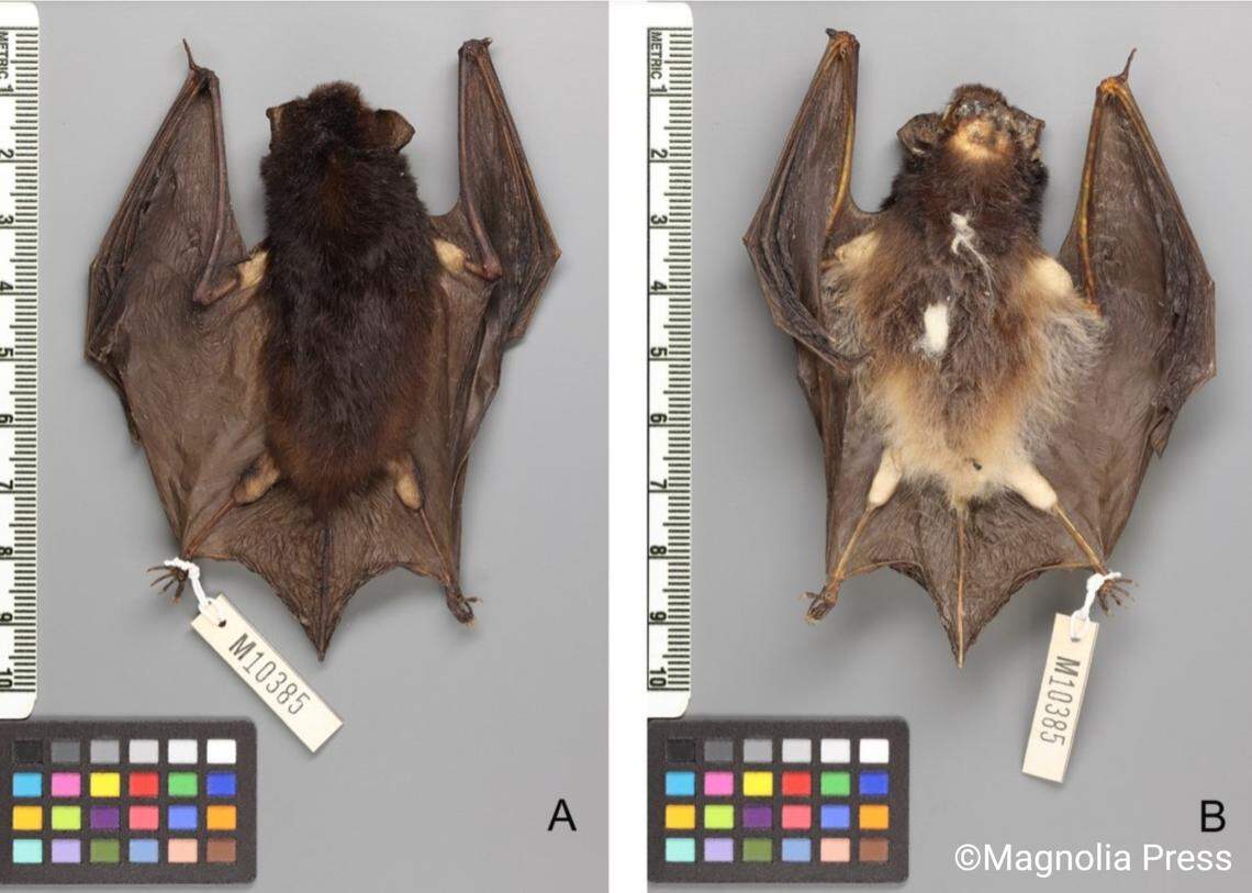 A Chalinolobus orarius, or coastal lobe-lipped bat.