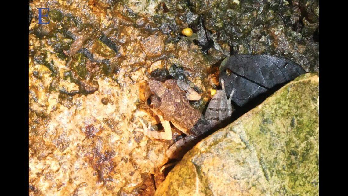 All of the Leptobrachella wumingensis collected from the forest were found near rocky streams, researchers said.