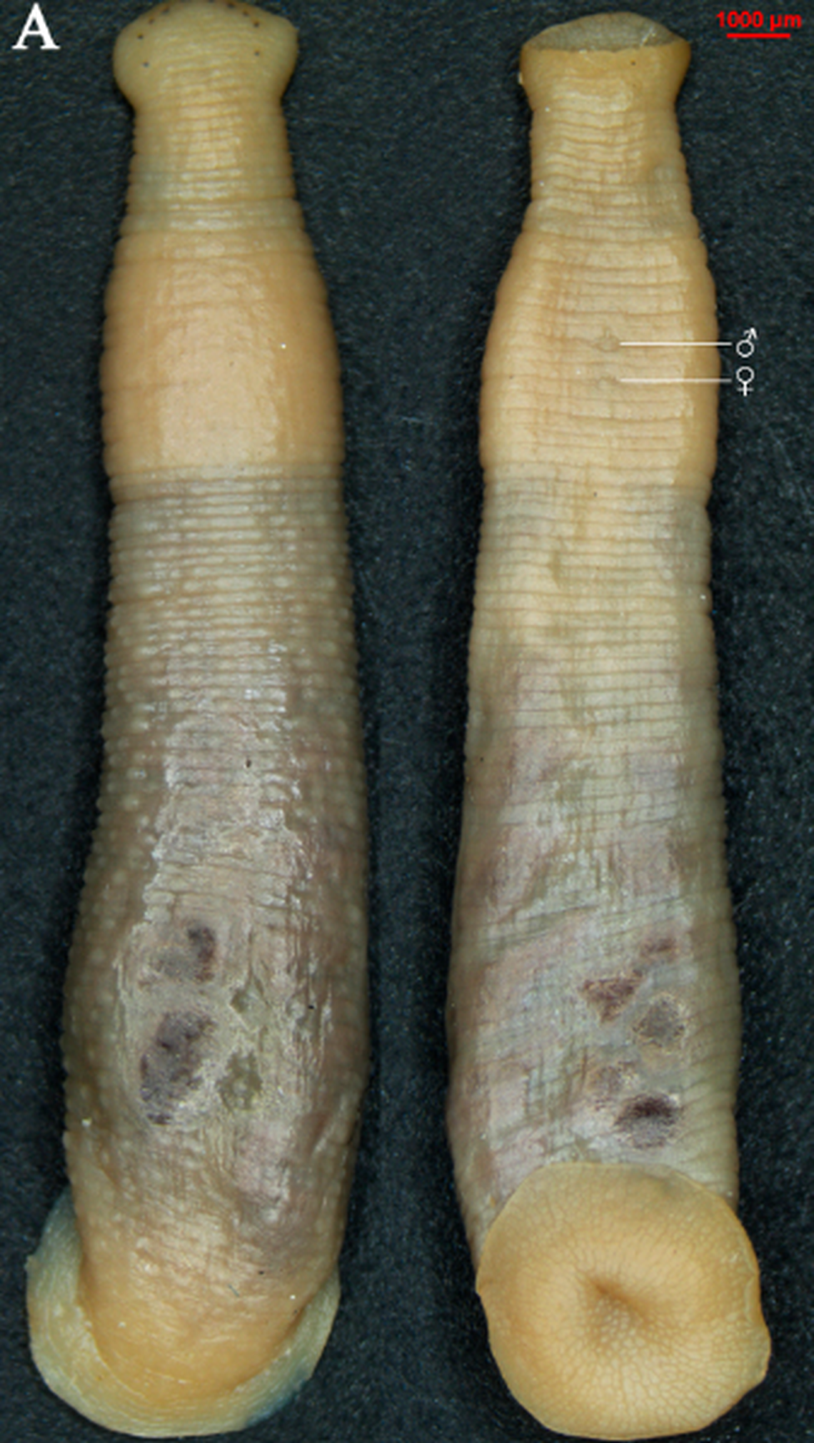 The jiangxiensis land leech is believed to have no pigment due to living in total darkness, researchers said.