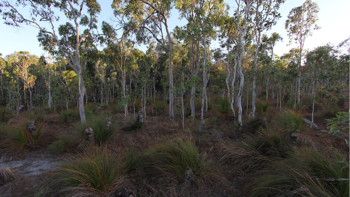 Scientists found a “slender” nocturnal animal in woodlands of Australia and discovered a lizard species, a study said.