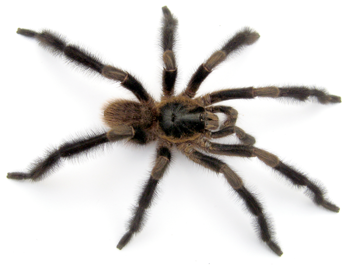 A Trichopelma grande, or grande tarantula.