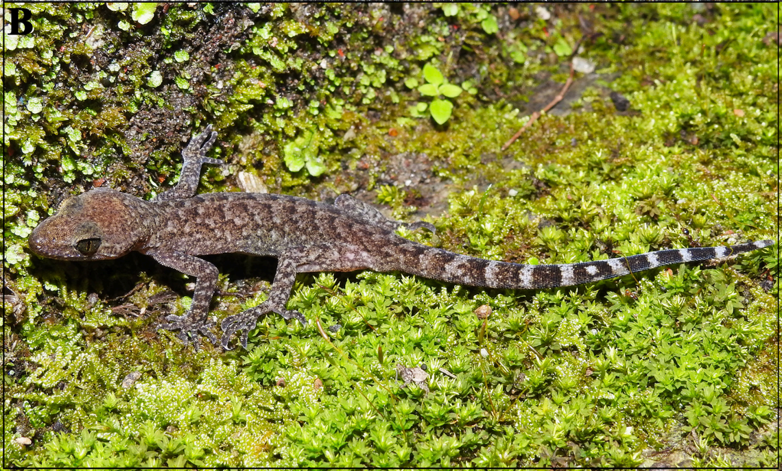 A Cyrtodactylus annapurnaensis, or ACAP bent-toed gecko.