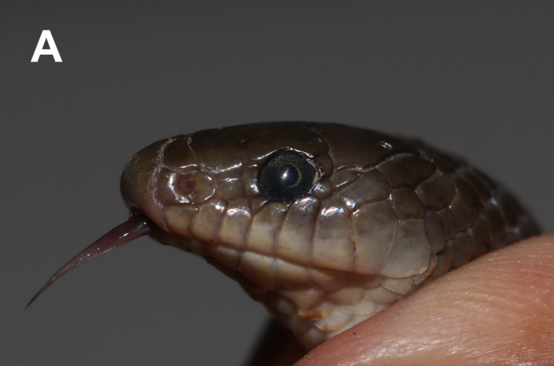 The tongue of an Oligodon cicadophagus, or cicada-eating kukri snake.