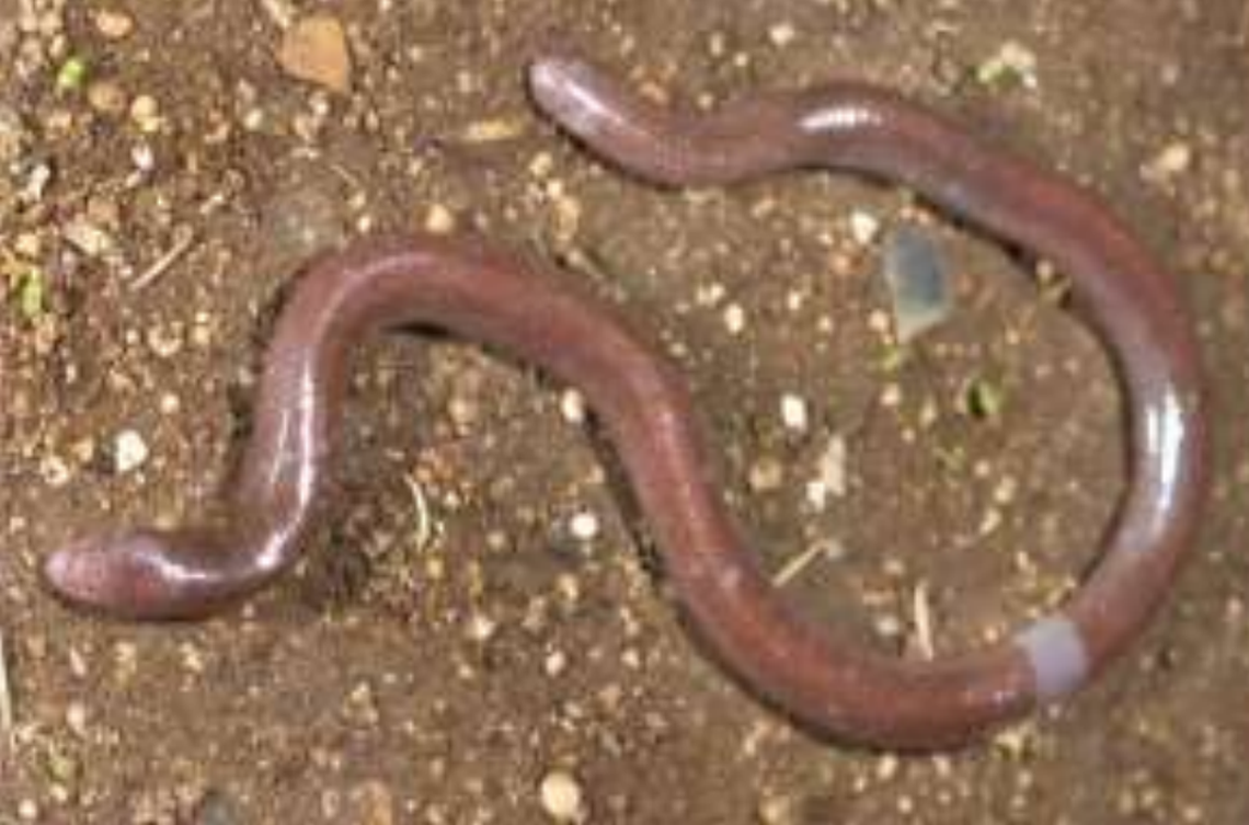 A Dibamus oetamai, or Buton blind skink.