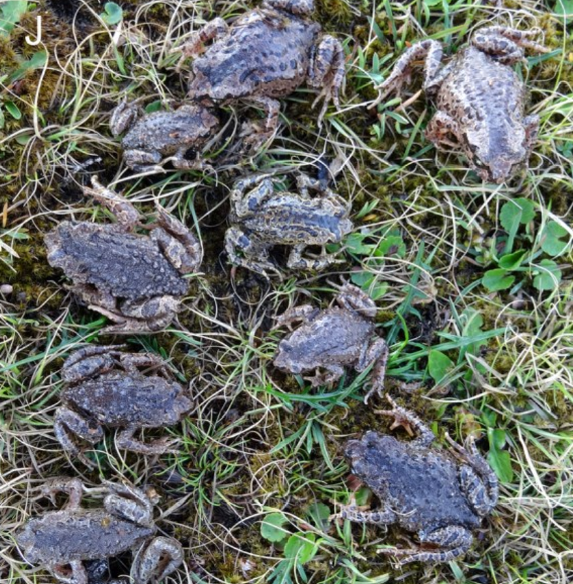 Several Scutiger khumbu, or Khumbu Himal lazy toads.