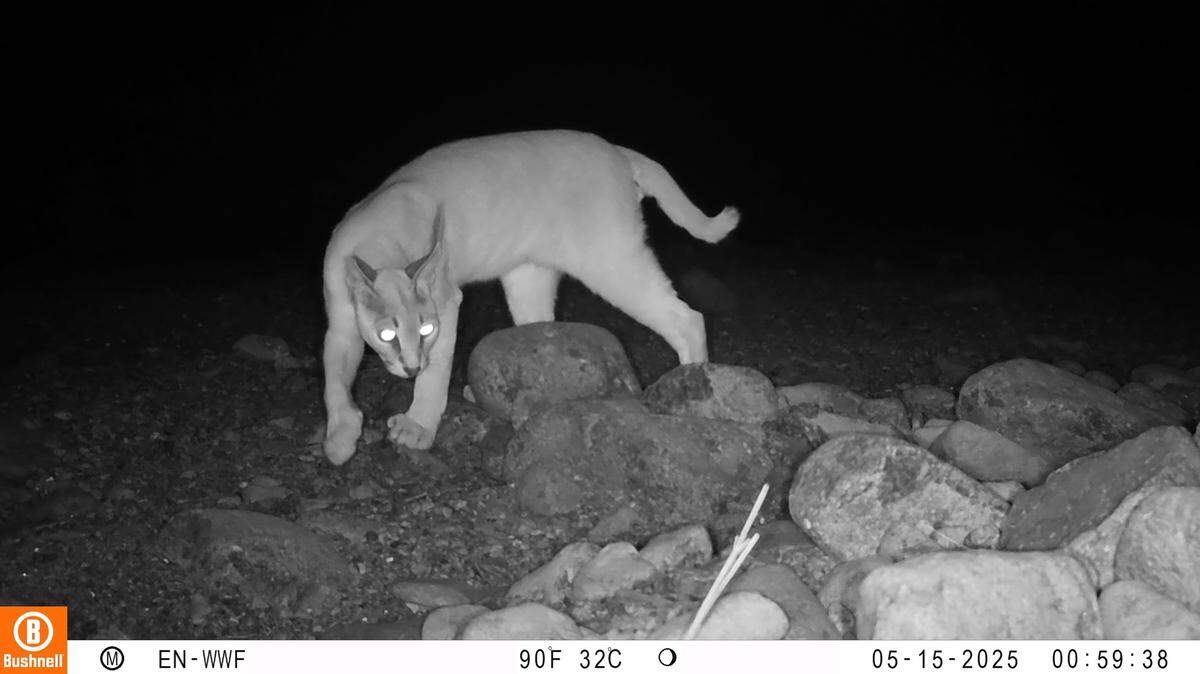 An Arabian caracal seen at Wadi Wurayah National Park in the UAE in May.
