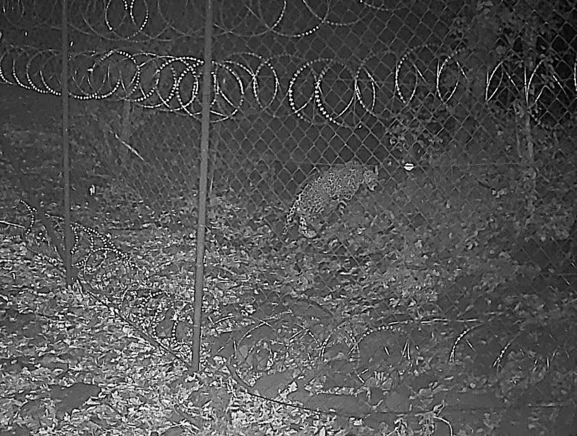 The leopard seen at Algeti National Park, Georgia.