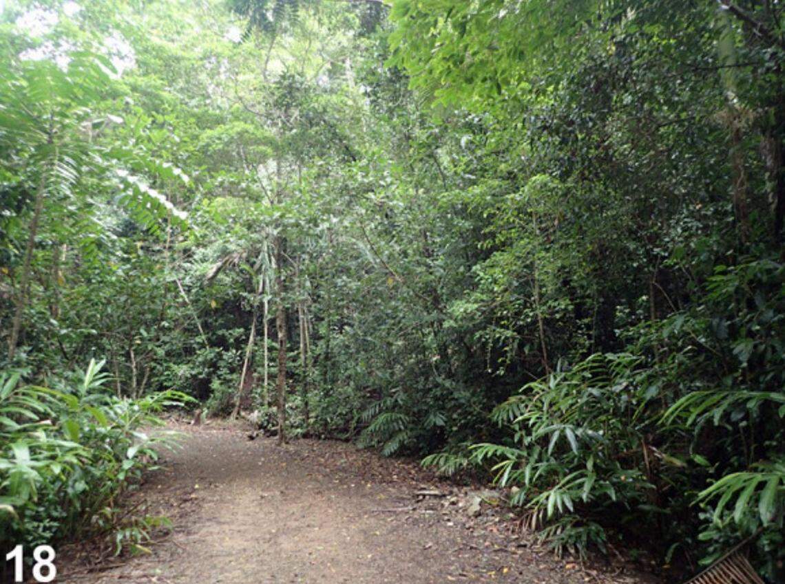 The habitat where Austrarchaea andersoni, or the Whitsunday hinterland pelican spider, was found.