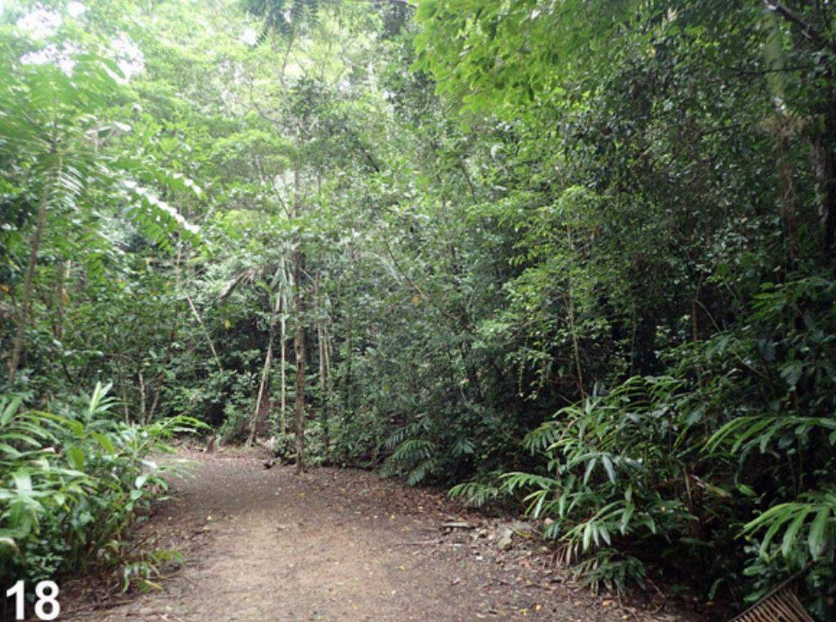 The habitat where Austrarchaea andersoni, or the Whitsunday hinterland pelican spider, was found.