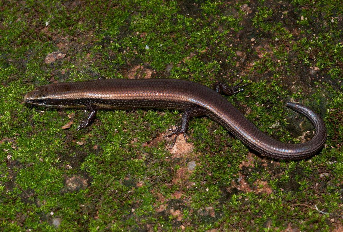 A Dravidoseps jawadhuensis, or Jawadhu leaf-litter skink, as seen in the wild.