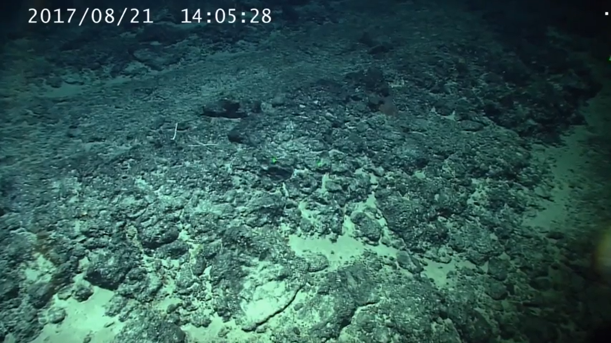 A submersible in the Pacific Ocean found a deep-sea creature with “long,” sucker-covered arms and discovered a new species, a study said.