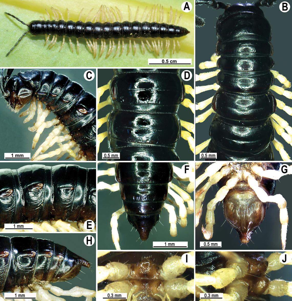 Several close-up photos show a Touranella srisonchaii, or Srisonchai’s flat-back millipede.