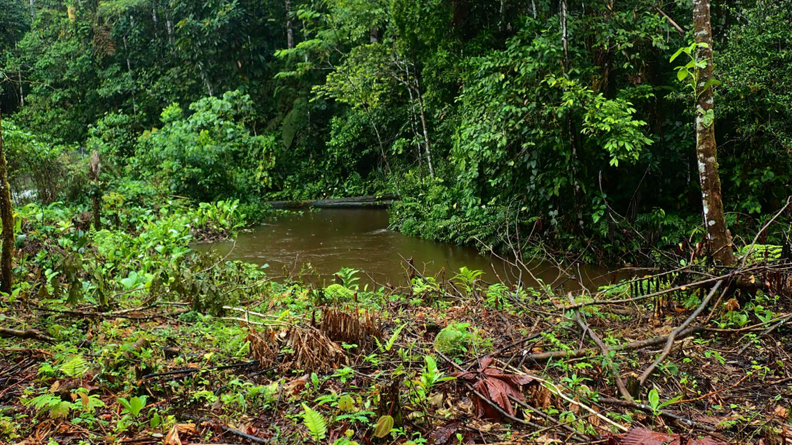 Scientists found a neon creature with “velvety” skin and red hands in an Ecuador rainforest and discovered a new species, a study said.