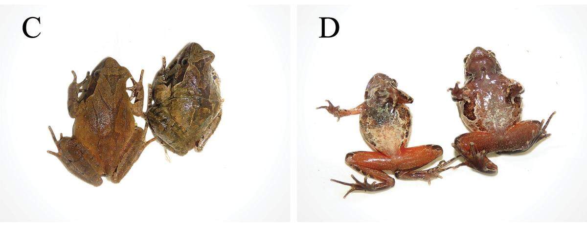 A male (smaller) and female (larger) Boulenophrys dalaolingensis, or Mount Dalaoling horned toad, as seen from above and below.