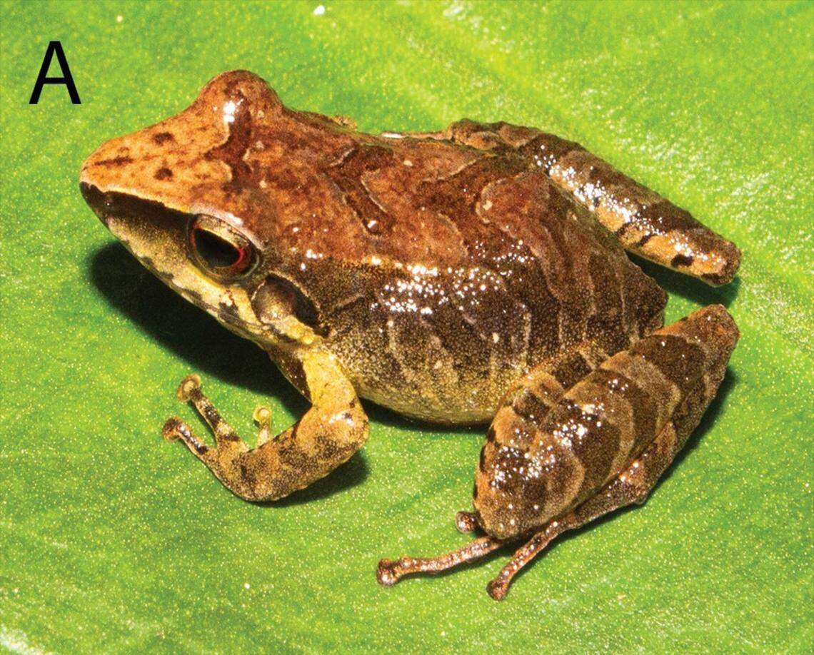 A Pristimantis similaris, or similar rubber frog, sitting on a plant.