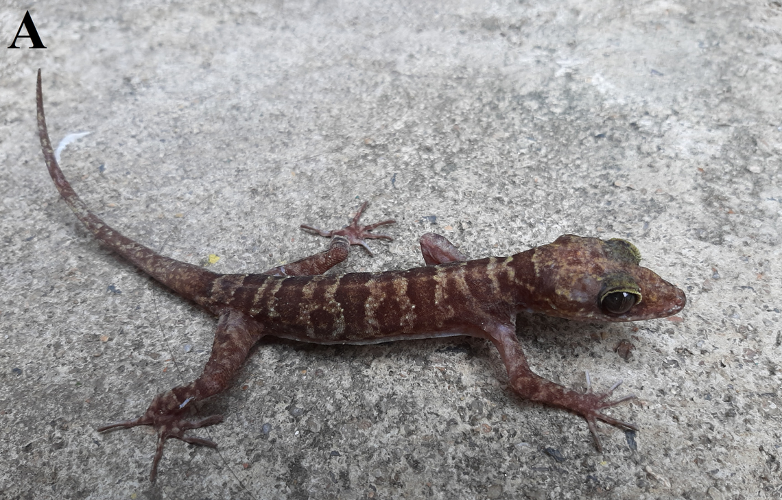 A Cyrtodactylus ayunpaensis, or Ayun Pa bent-toed gecko.