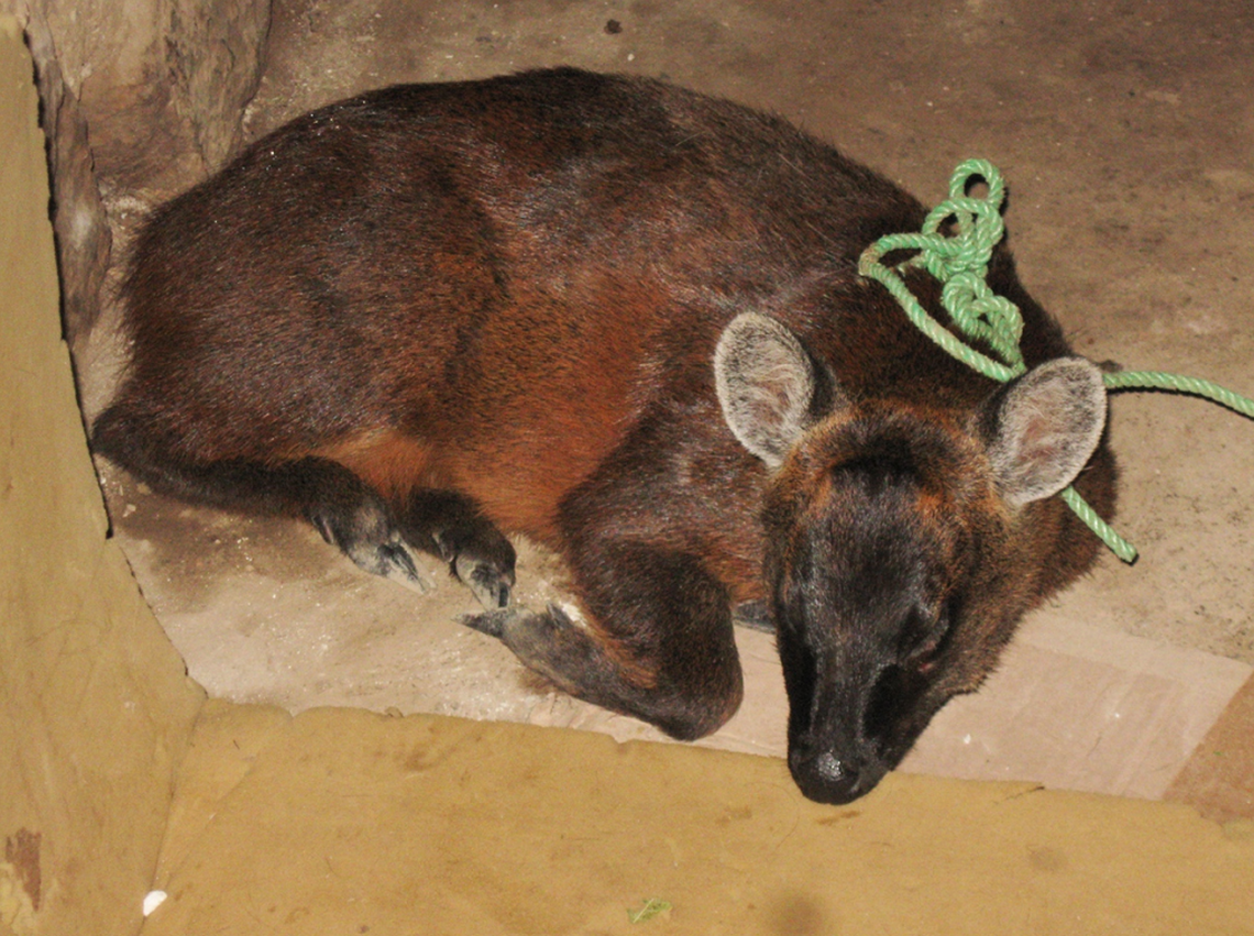 A Pudella carlae, or Peruvian Yungas Pudu, curled up.