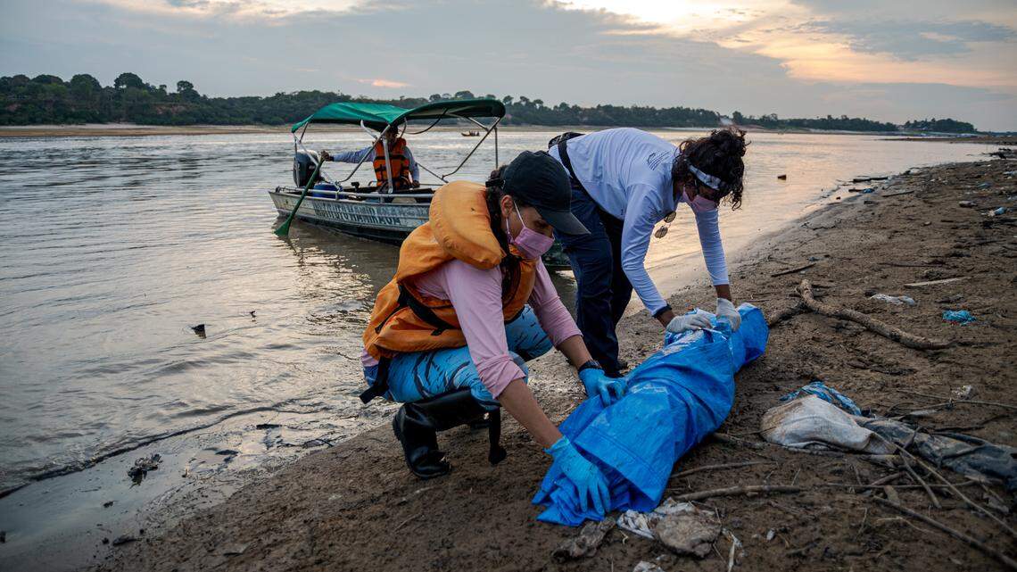 Rescuers rush to help Amazon river dolphins after more than 100 animals were found dead in Lake Tefé, wildlife organizations said.