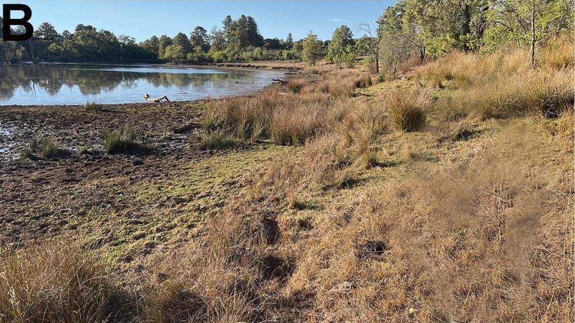 Scientists found a 2-foot-long creature with copper eyes in the mountains of Jalisco and discovered a new species, a study said.