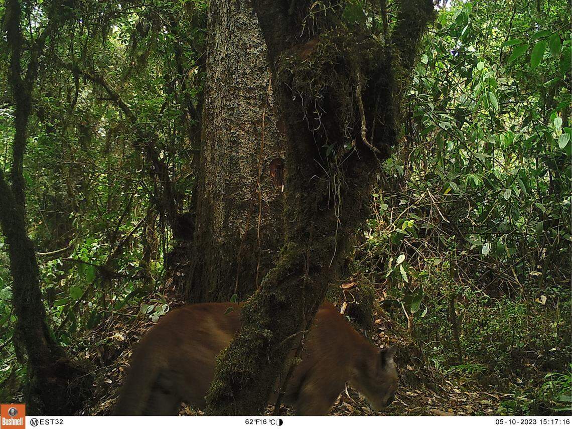 A mountain lion seen at Sierra de las Minas Biosphere Reserve in May 2023.