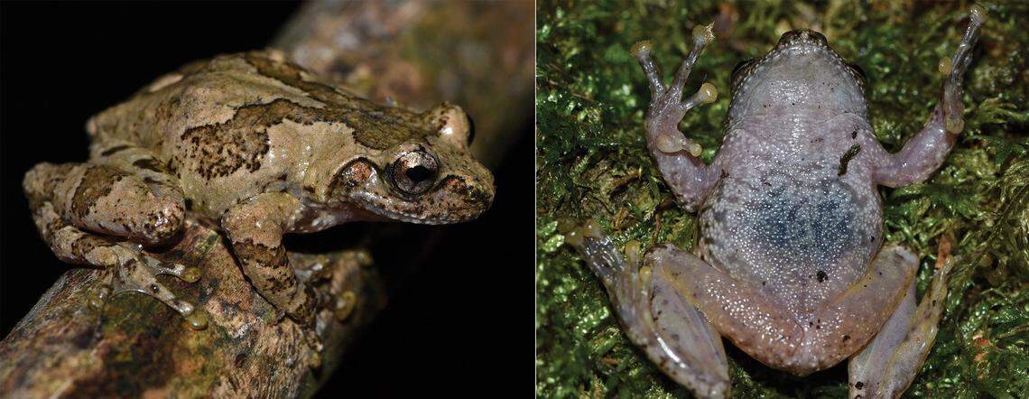 A Gracixalus liusanjieae, or Maoershan small tree frog, seen from above and below.