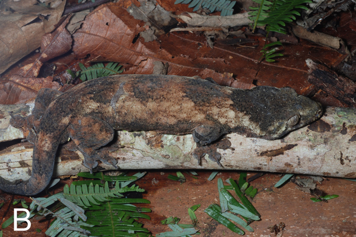 A Gehyra aquilonia, or northern four-clawed gecko.