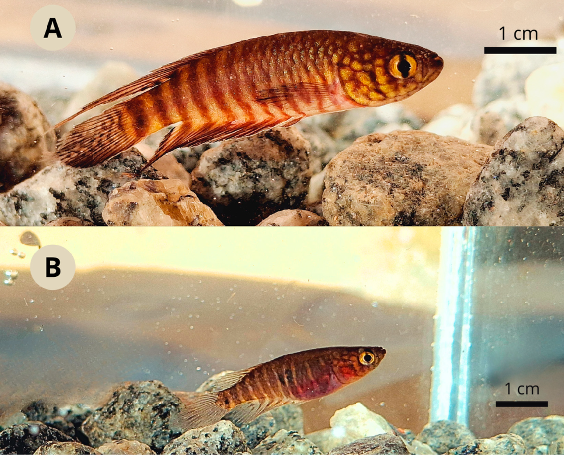 The new species, Xenurolebias tupinikin, was discovered in January in a swamp near the village of Riacho in Espírito Santo, Brazil, researchers said.