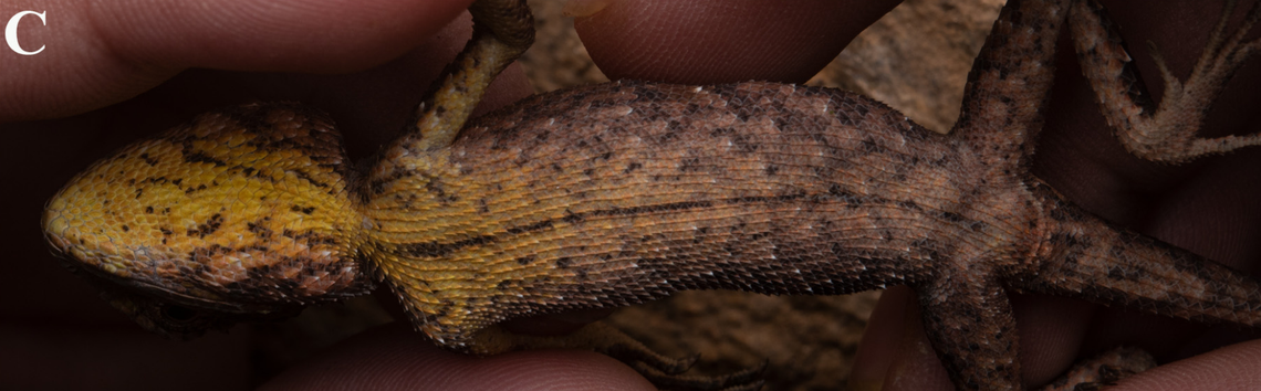 The underside of an adult Calotes sinyik, or Sinyik dragon lizard.
