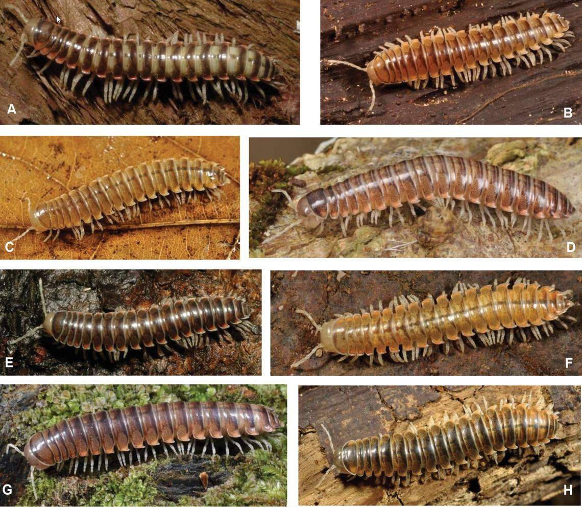 The new species are part of the Xystodesmus genus and are fluorescent under ultraviolet light, researchers said.