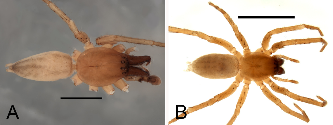 A male (A) and female (B) Otoniela lupercioi, or Lupercioi’s ghost spider.