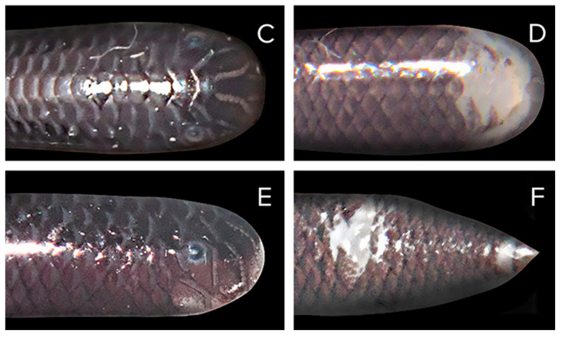 The flowerpot blindsnake is often mistaken for an earthworm, researchers said.