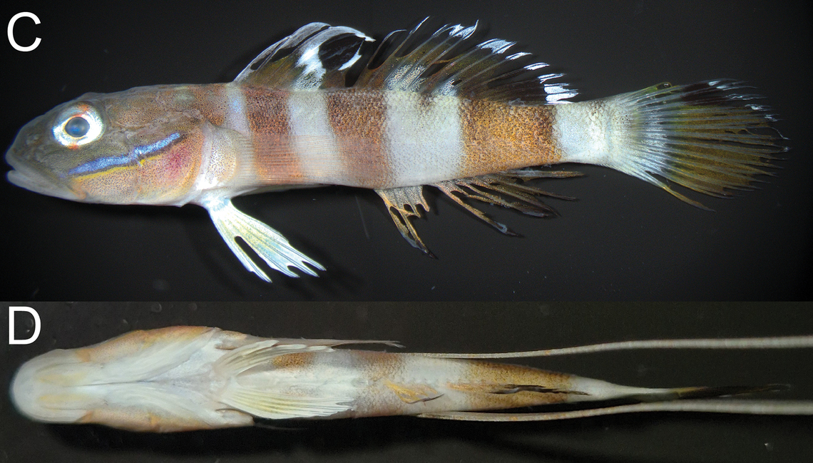 A single Ward’s sleeper goby was collected in November, according to the study. Researchers returned to the site in March but did not find any others.