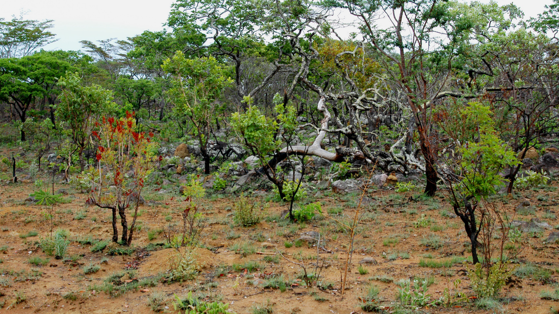 Scientists found a clawed creature with “large” black eyes under a rock in Zambia and discovered a new species, a study said.