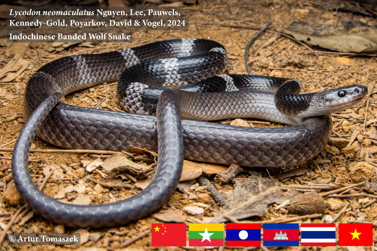 A Lycodon neomaculatus, or Indochinese banded wolf snake.