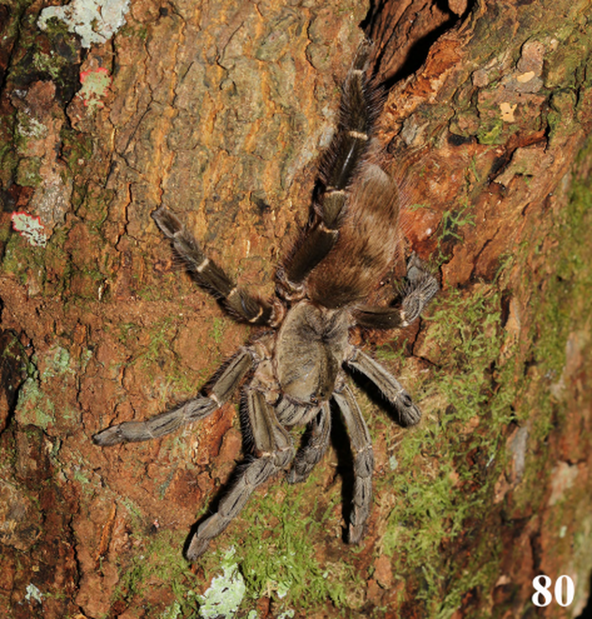 Another new Arboriticus species from Ilha Grande, Angra dos Reis in the state of Rio de Janeiro, was observed moving along tree branches, according to the study.