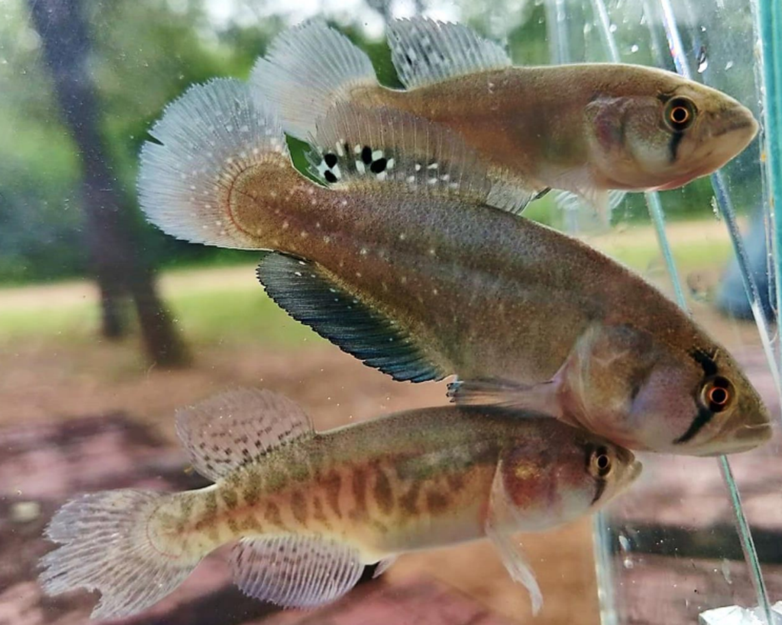 Titanolebias calvinoi’s coloration may be an adaption that mimics another killifish species, allowing them to ambush their prey, resreachers said.