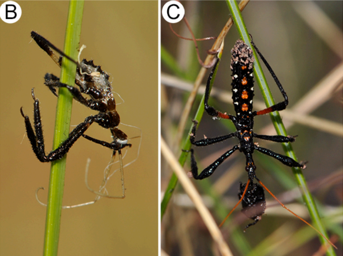 A Gorareduvius gajarrangarnang, or spinifex-dwelling assassin bug, (right) and its shed exoskeleton (left).
