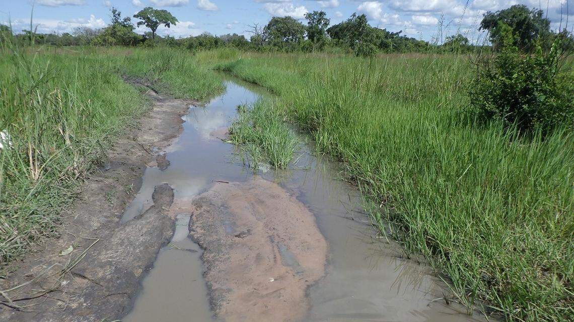 Scientists found a “large”-eyed creature in a pond of the Democratic Republic of the Congo and discovered a new species, a study said.
