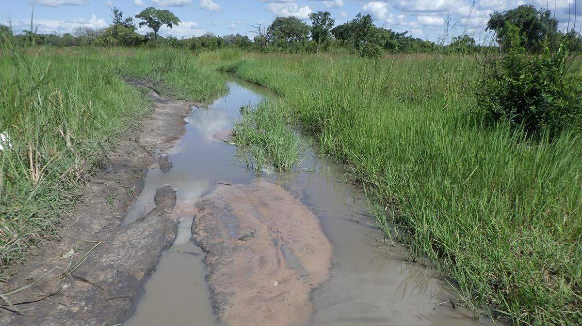 Scientists found a “large”-eyed creature in a pond of the Democratic Republic of the Congo and discovered a new species, a study said.