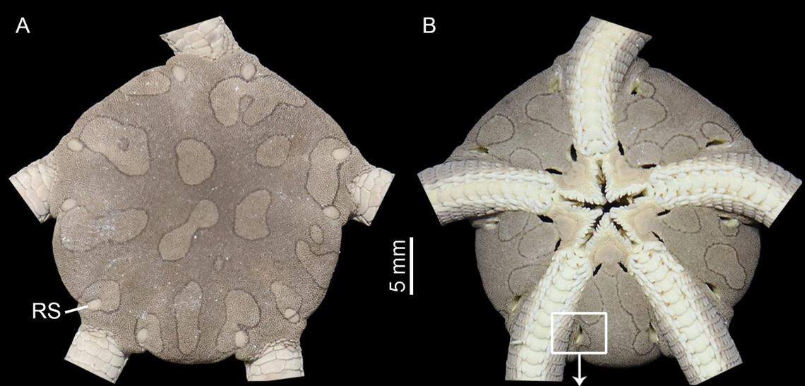 Close-up view of a preserved Ophioderma aija, or Aija brittle star, as seen from above (left) and below (right).