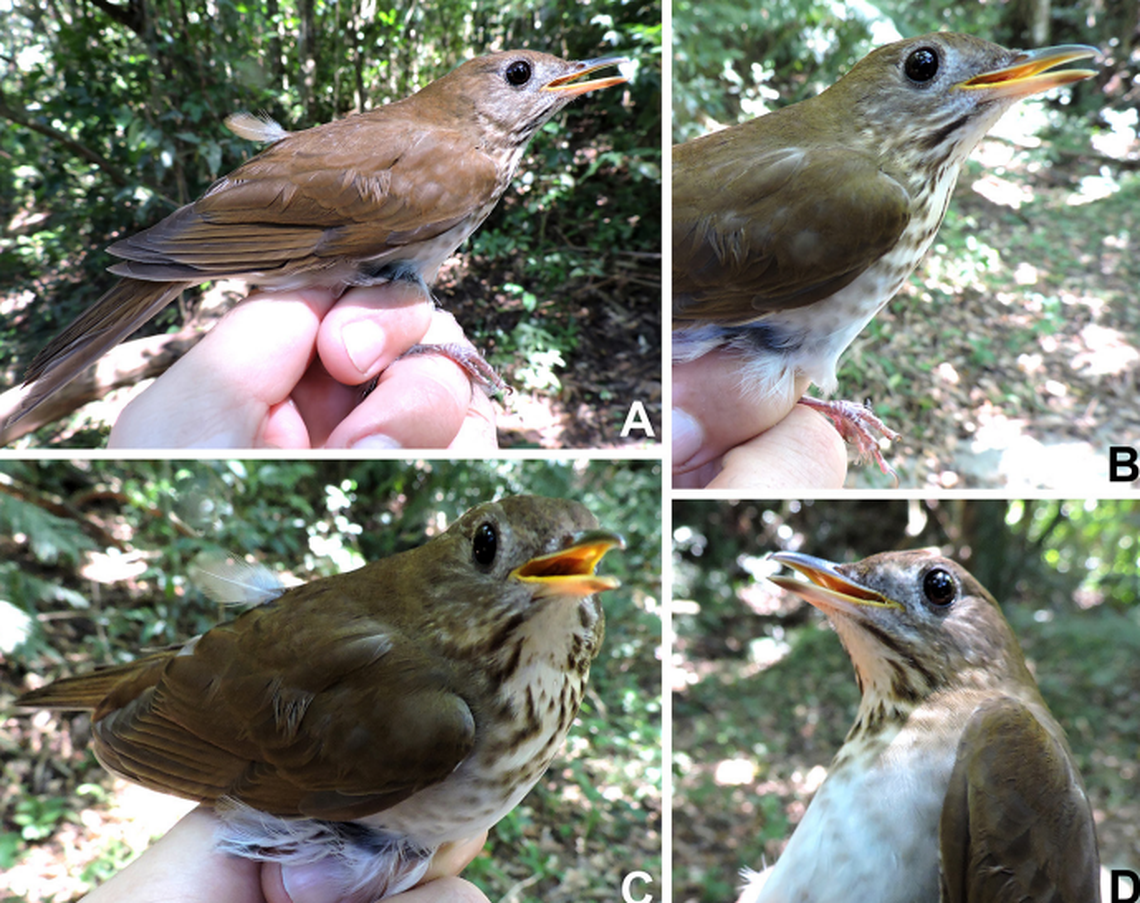 Catharus fuscescens does not sing outside its breeding sites in North America, making it difficult to find, researchers said.