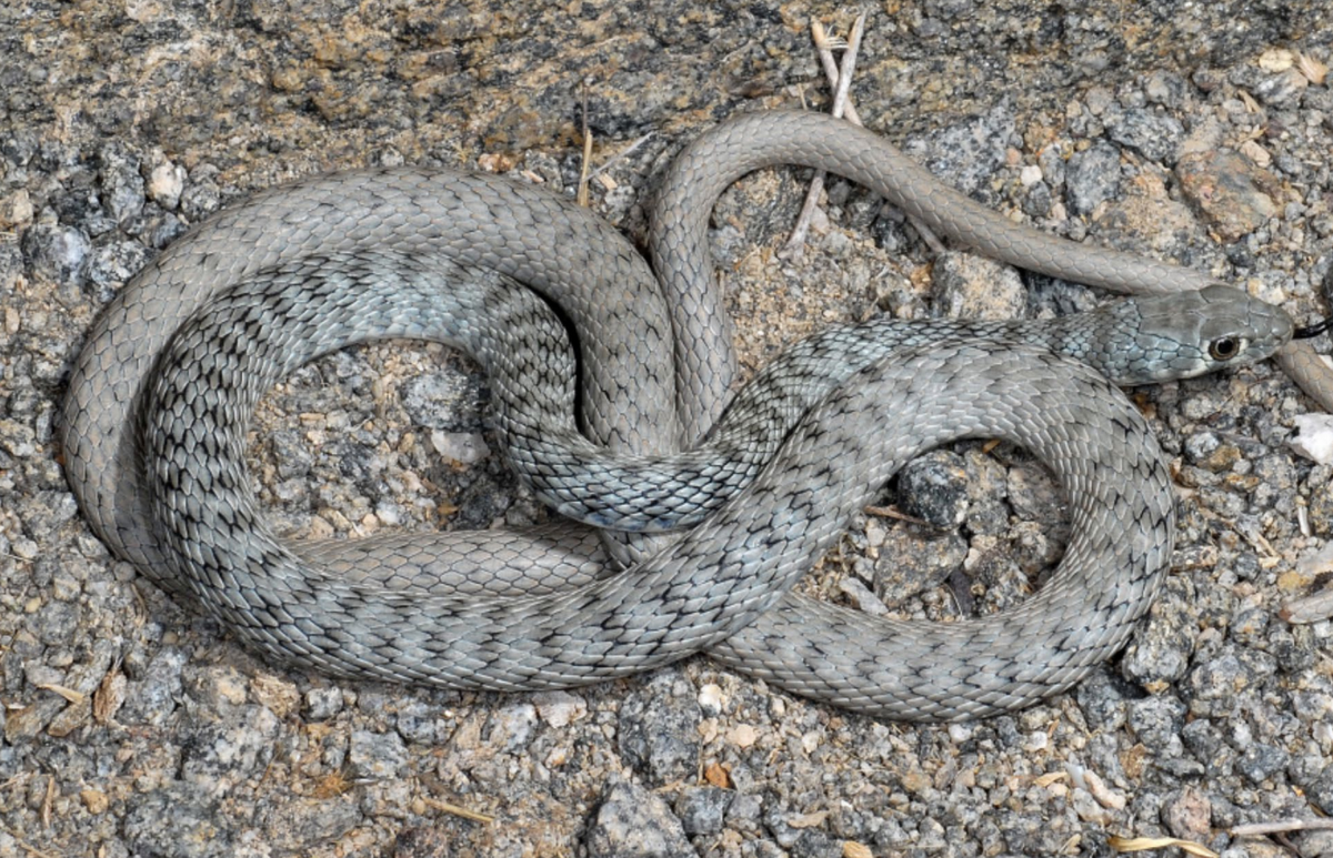 A Platyceps masirae, or Masirah cliff racer snake.